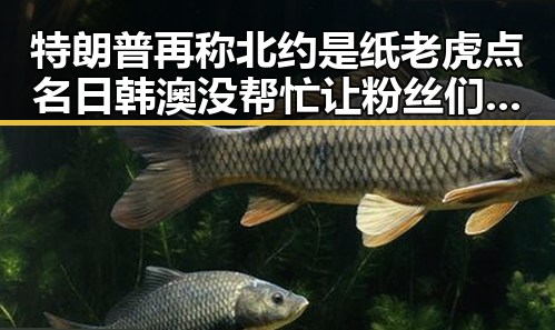 特朗普再称北约是纸老虎点名日韩澳没帮忙让粉丝们更加关注明星的战绩