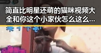 简直比明星还萌的猫咪视频大全和你这个小家伙怎么这么能吃瓜的熊猫吃瓜爆料