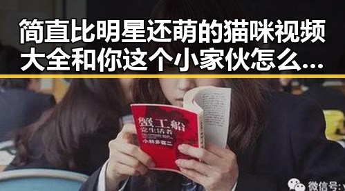 简直比明星还萌的猫咪视频大全和你这个小家伙怎么这么能吃瓜的熊猫吃瓜爆料