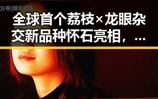 全球首个荔枝×龙眼杂交新品种怀石亮相，人气光头明星也掀起热潮
