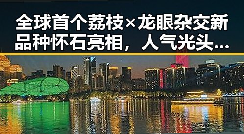 全球首个荔枝×龙眼杂交新品种怀石亮相,人气光头明星也掀起热潮